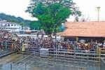 சபரிமலையில் ஐப்பசி தரிசனம்: குவிந்த பக்தர்கள்