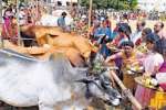 உலக நன்மை வேண்டி கோமாதா பூஜை, மஹாலட்சுமி ஹோமம்