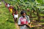 பாரம்பரியம் மாறாத கதிர் அறுவடை திருவிழா: பழங்குடியினர் பங்கேற்பு