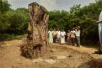 செஞ்சி காசி விஸ்வநாதர் கோவில் அரசமரம் வேறு இடத்திற்கு மாற்றம்