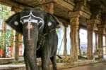 temple news