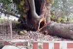 Temple Latest News