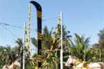 temple news