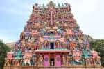 temple news