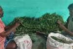 திருச்செந்தூர் கும்பாபிஷேகத்திற்கு செல்லும் பெரியகுளம் வெற்றிலை