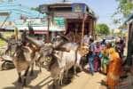 temple news