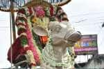 வெள்ளி ரிஷப வாகனத்தில் விருத்தாசலம் விருத்தாம்பிகை வீதியுலா