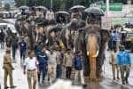 தசரா யானைகளுக்கு உடல் எடை சரிபார்ப்பு; அம்பாரி அபிமன்யுவை விட பீமா பலசாலி