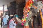 மயிலாடுதுறை மாயூரநாதர் கோவிலில் சுவாமி தரிசனம் செய்த பக்தர்கள்                  